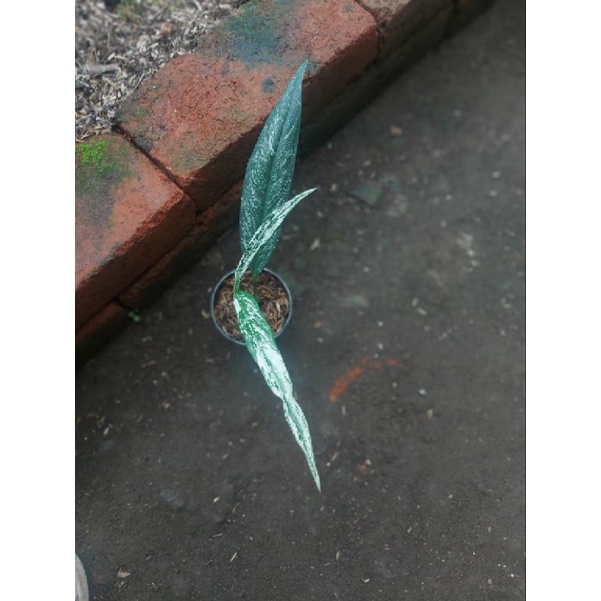 rhaphidophora beccari variegata