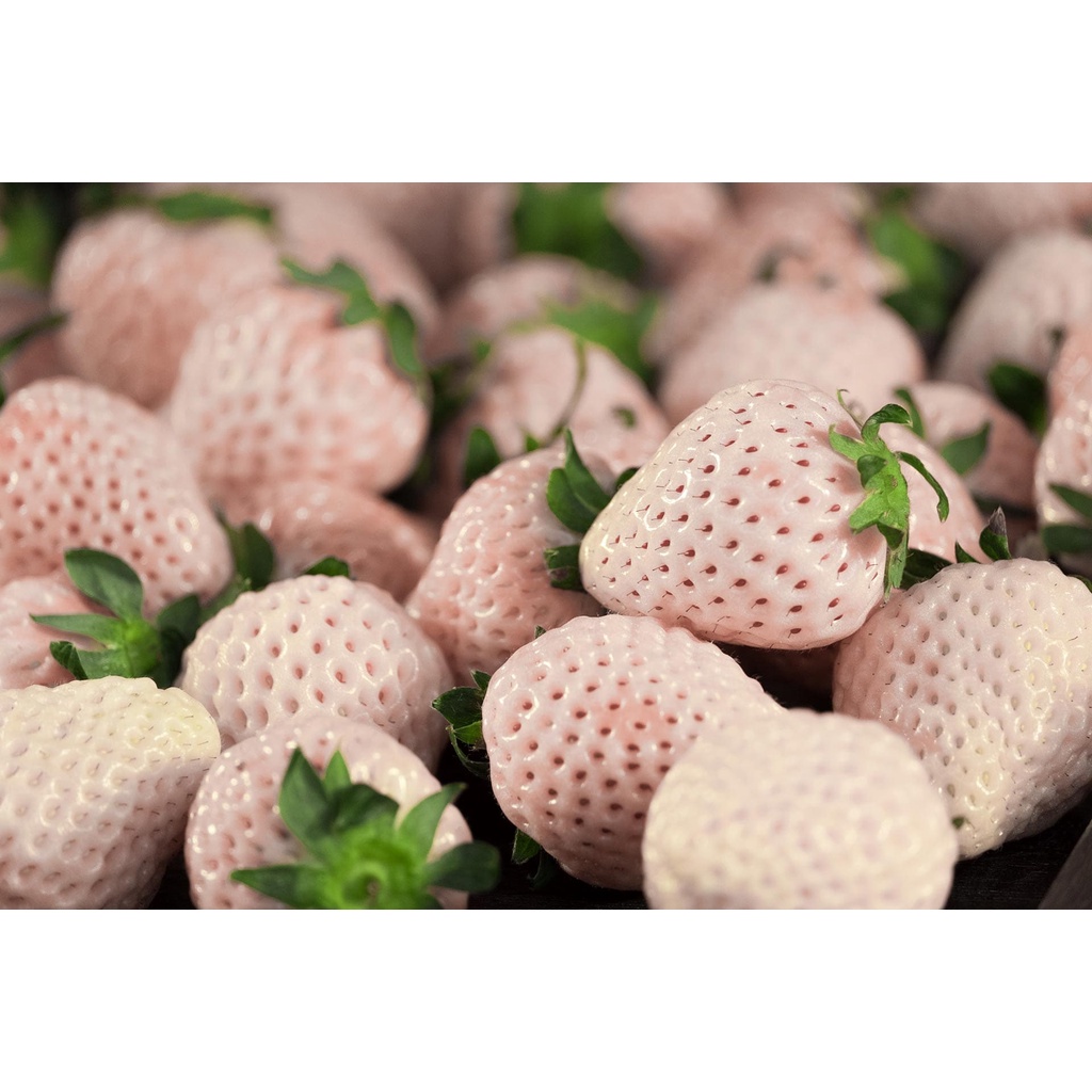 Benih Bibit Biji - Korean White Strawberry Stroberi Putih Korea Pineberry Seeds - IMPORT