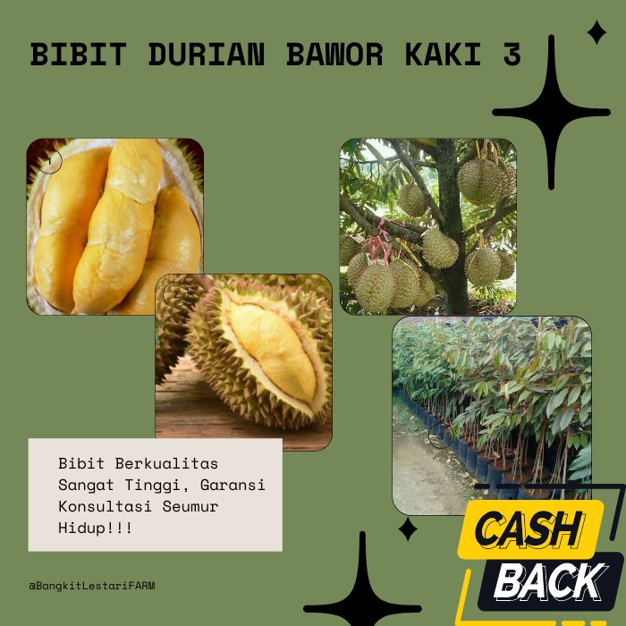 Bibit Durian Bawor kaki 3, Bibit Durian Bawor Super GENJAH