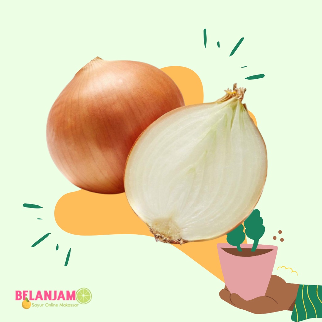 

Bawang Bombay 500 gr - Sayur Makassar - Belanjamo