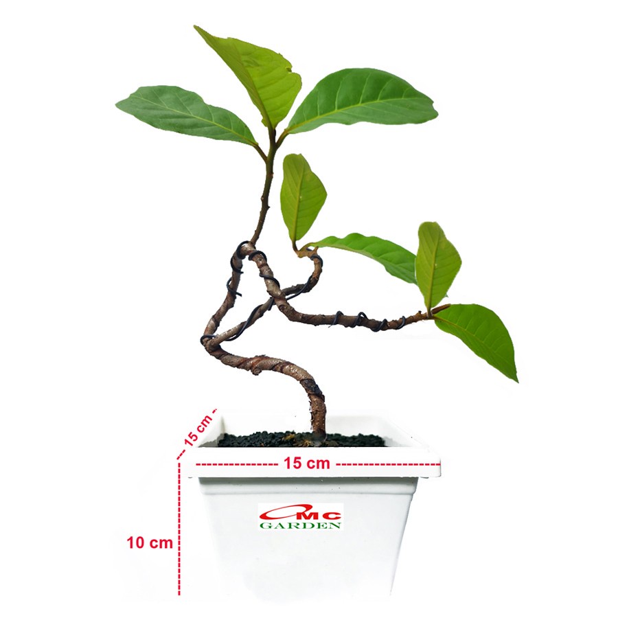 Bonsai Bonsae Ketapang Laut Katapang Terminalia Catappa Peneduh 001