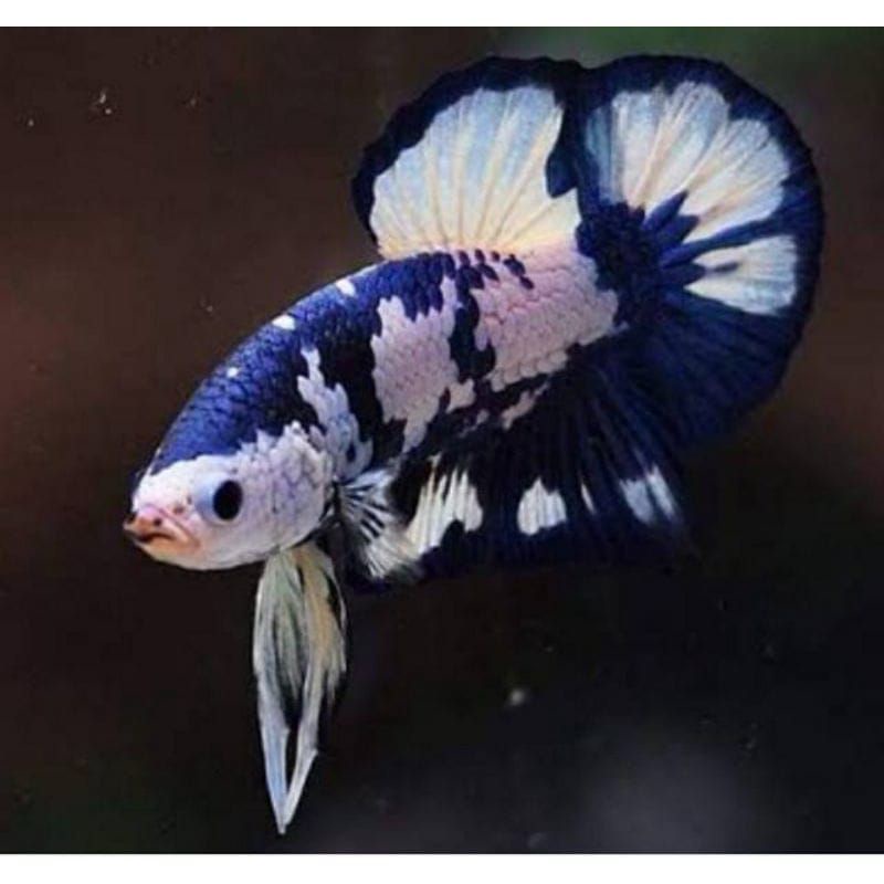 Blue Panda Cantik Rekomended, Rim Tebal