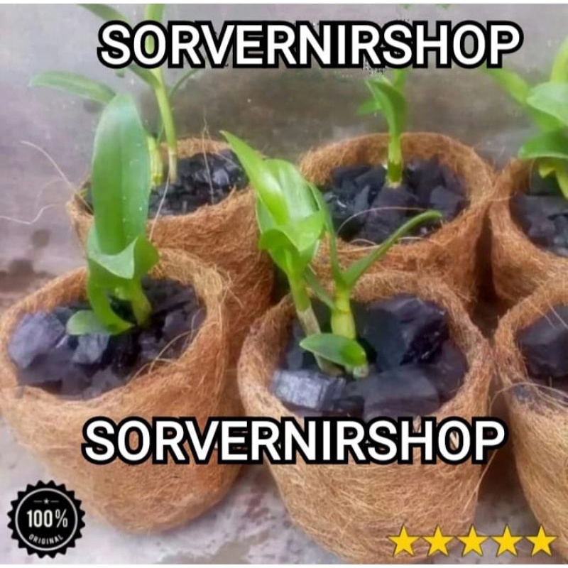 pot semai bibit tanaman anggrek sedling keki anggrek