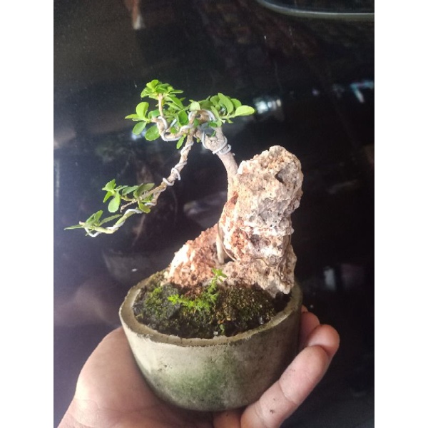 bonsai Sancang mini real pict