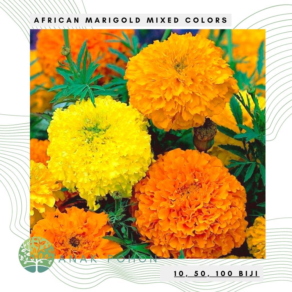 Benih Bibit Biji - Bunga African Marigold Mixed Colors Flower Seeds - IMPORT