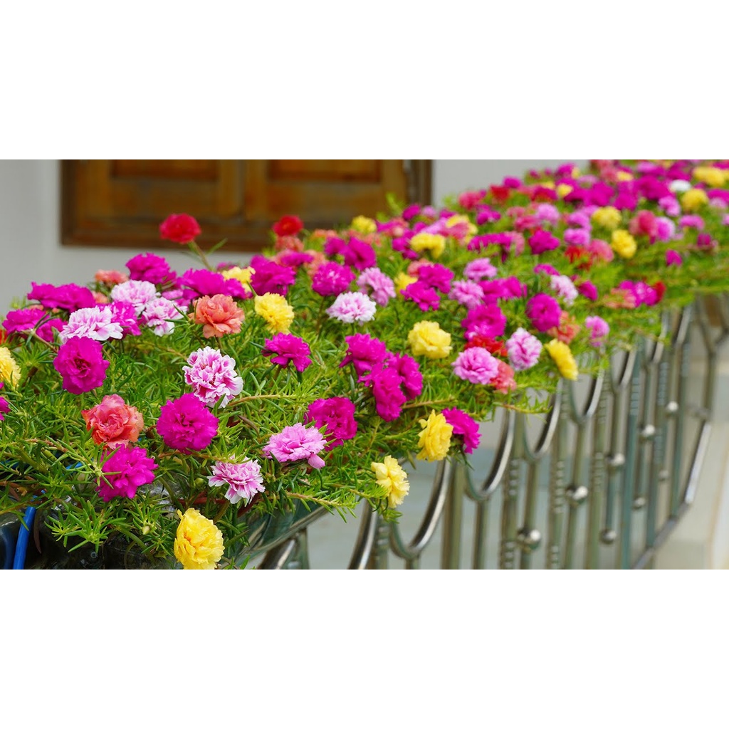 Benih Bibit Biji - Bunga Krokot Moss Rose Mix (Portulaca grandiflora) Krokot Mawar Single &amp; Double Flower Seeds - IMPORT