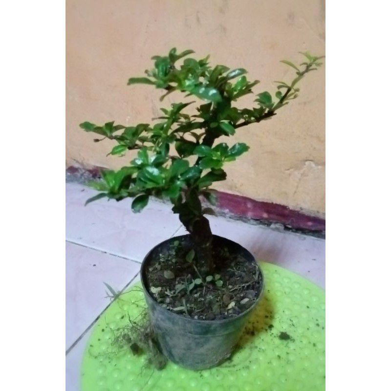 hokianti bunga bahan mame sejmpol tangan tinggi -+40 cm