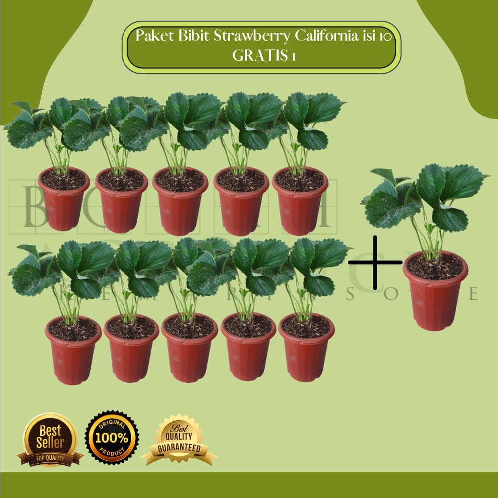 Paket Hemat Bibit Tanaman  Strawberry Jumbo California Isi 10 Gratis 1