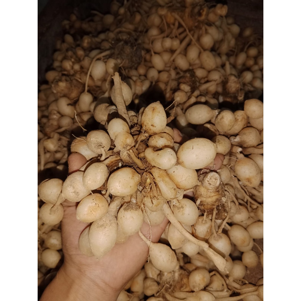 

KUNYIT PUTIH FRESH DAN TUA 1 KG