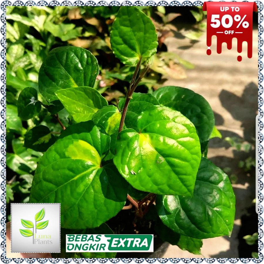 Tanaman herbal daun sirih / tanaman daun sirih / tanaman herbal