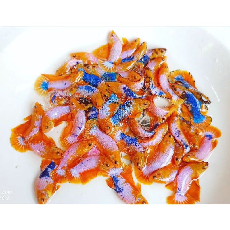 yello fancy, anakan mutasi warna