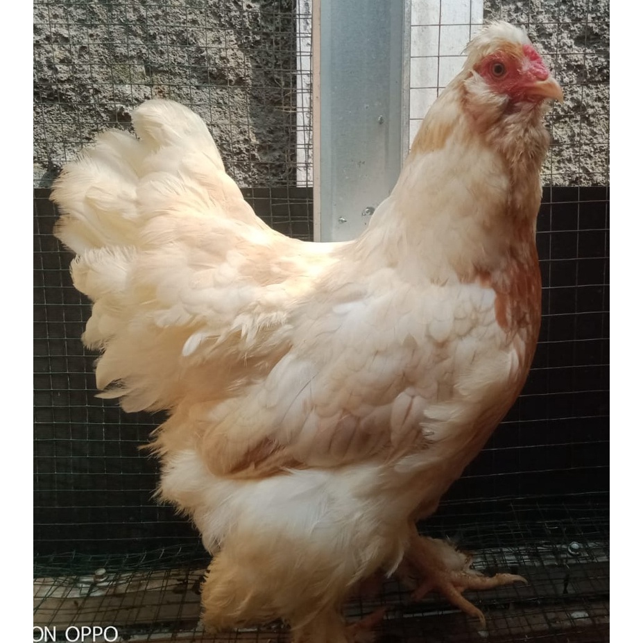 Ayam brahma white brewok betina siap produksi ( real foto dan vidio )