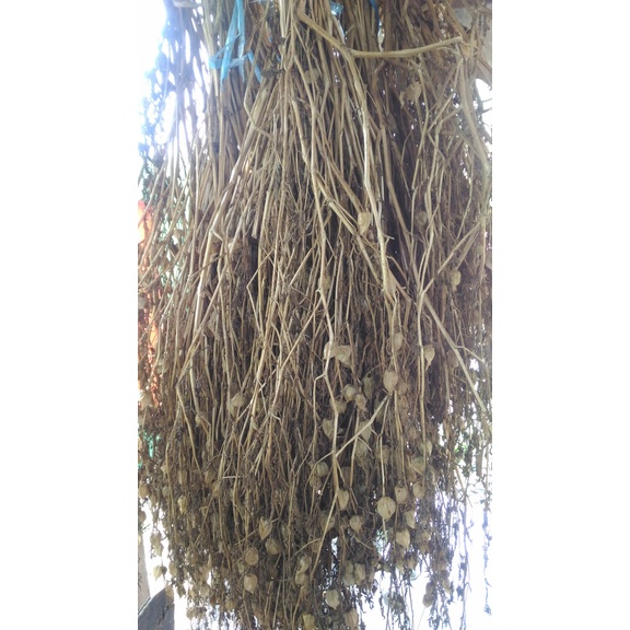 1KG CIPLUKAN KERING HERBAL CIPLUKAN KERING POHON CIPLUKAN TERBAIK