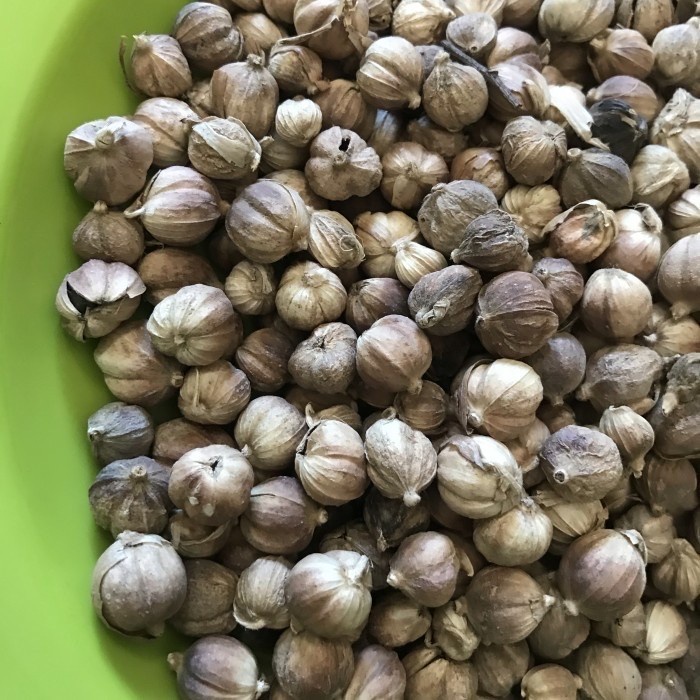 

KAPULAGA PUTIH 100 GRAM KHASIAT JOSS