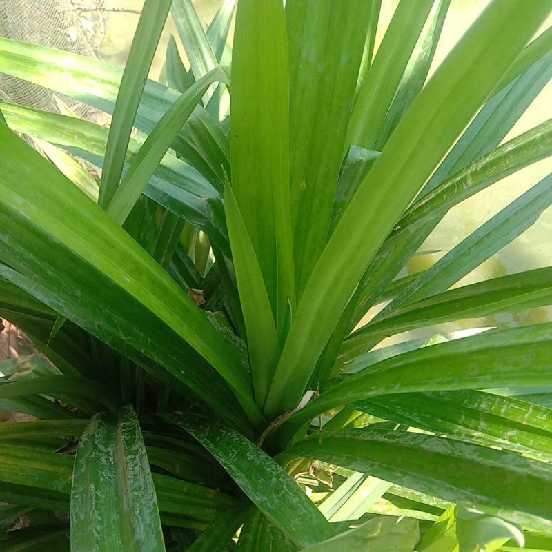 

daun pandan muda 10 helai