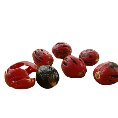 Benih Bibit Biji Buah Pala Unggul Siap Tanam - bibit biji buah pala 10 biji