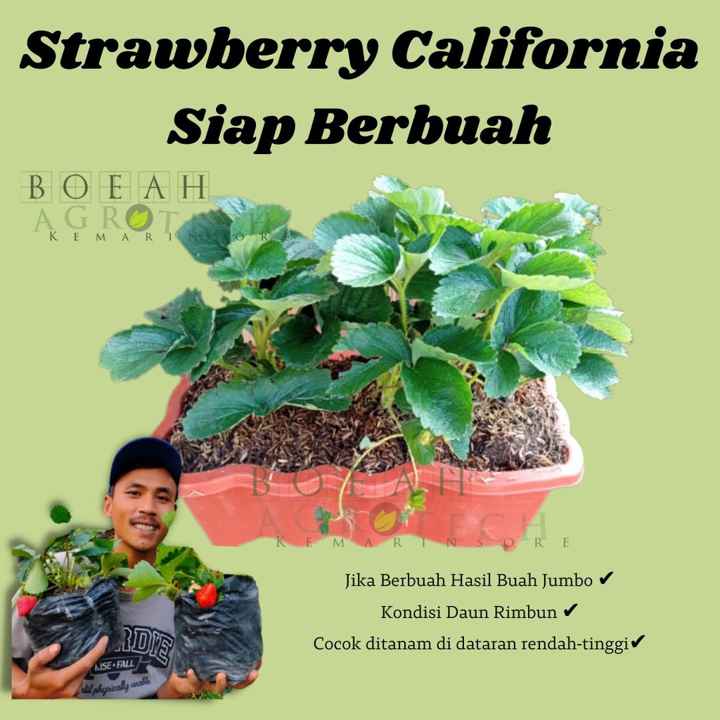 Bibit Tanaman Buah Strawberry California Dewasa Rimbun Siap Berbuah