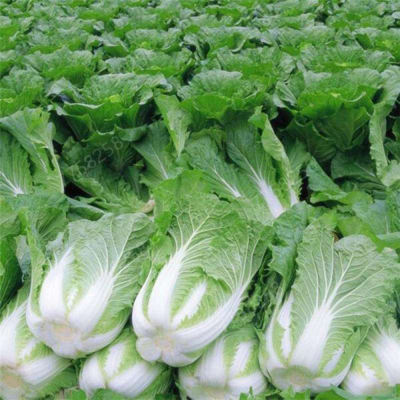 20 Benih Sawi Putih Autumn Sun F1 Dataran Rendah Sayur Slobor Unggul Bibit Tanaman Benihribuan