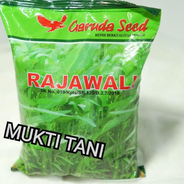 Free Ongkir Benih kangkung Rajawali @1kg | bibit kangkung daun lebar rajawali 1 kg