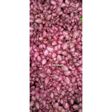 Tanaman Hias Episcia Strawberry Patch