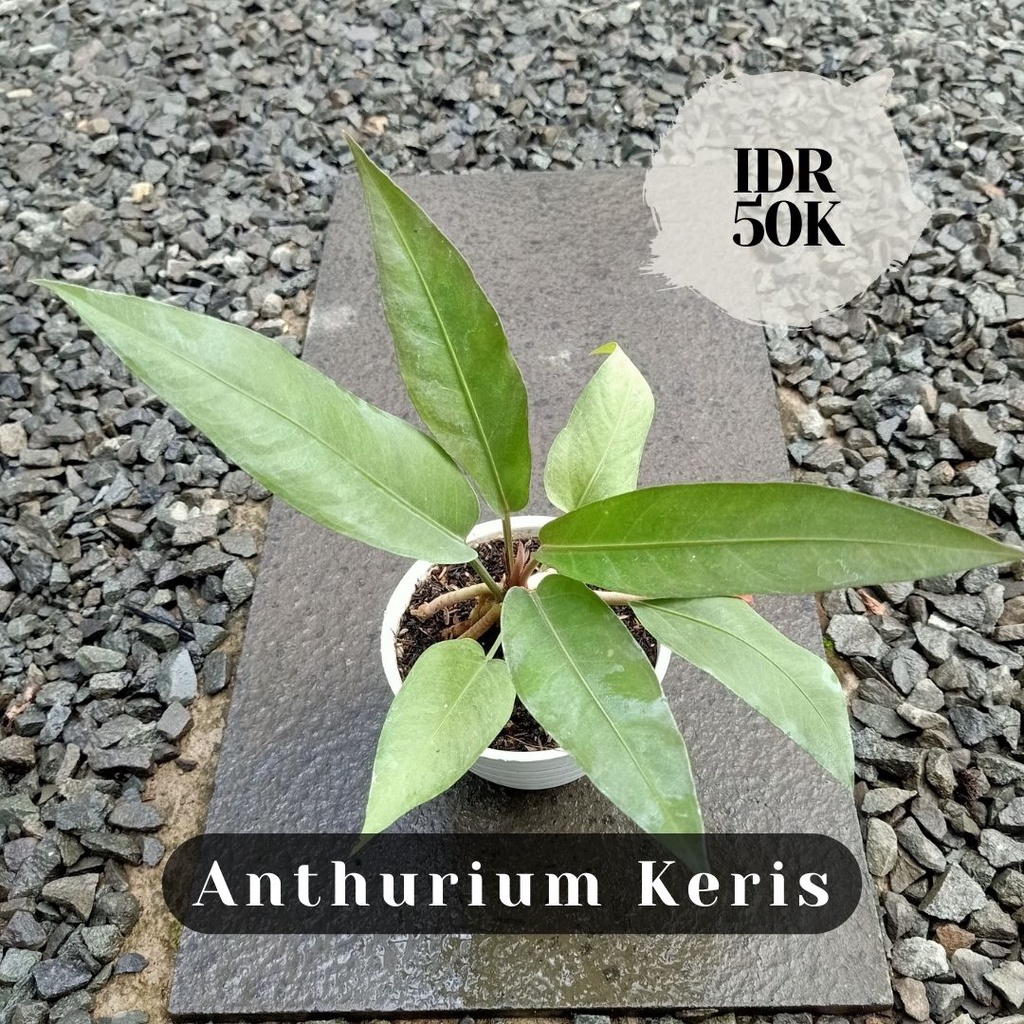 Anthurium Keris