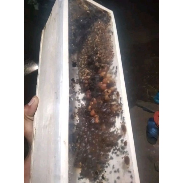 Bibit Koloni Klanceng Leviceps