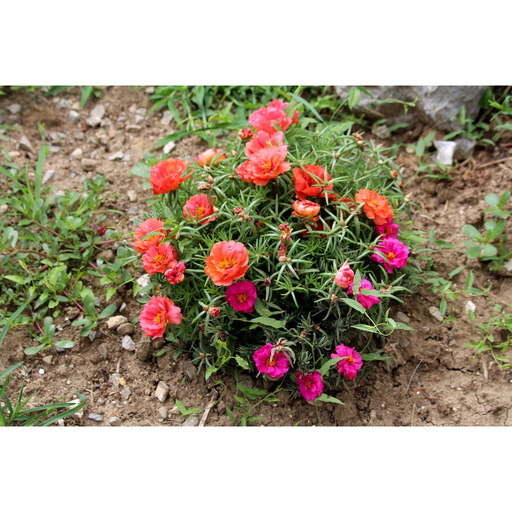 Benih Bibit Biji - Bunga Krokot Moss Rose Mix (Portulaca grandiflora) Krokot Mawar Single &amp; Double Flower Seeds - IMPORT