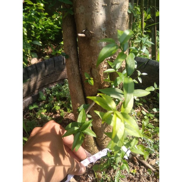 bahan bonsai anting putri jumbo