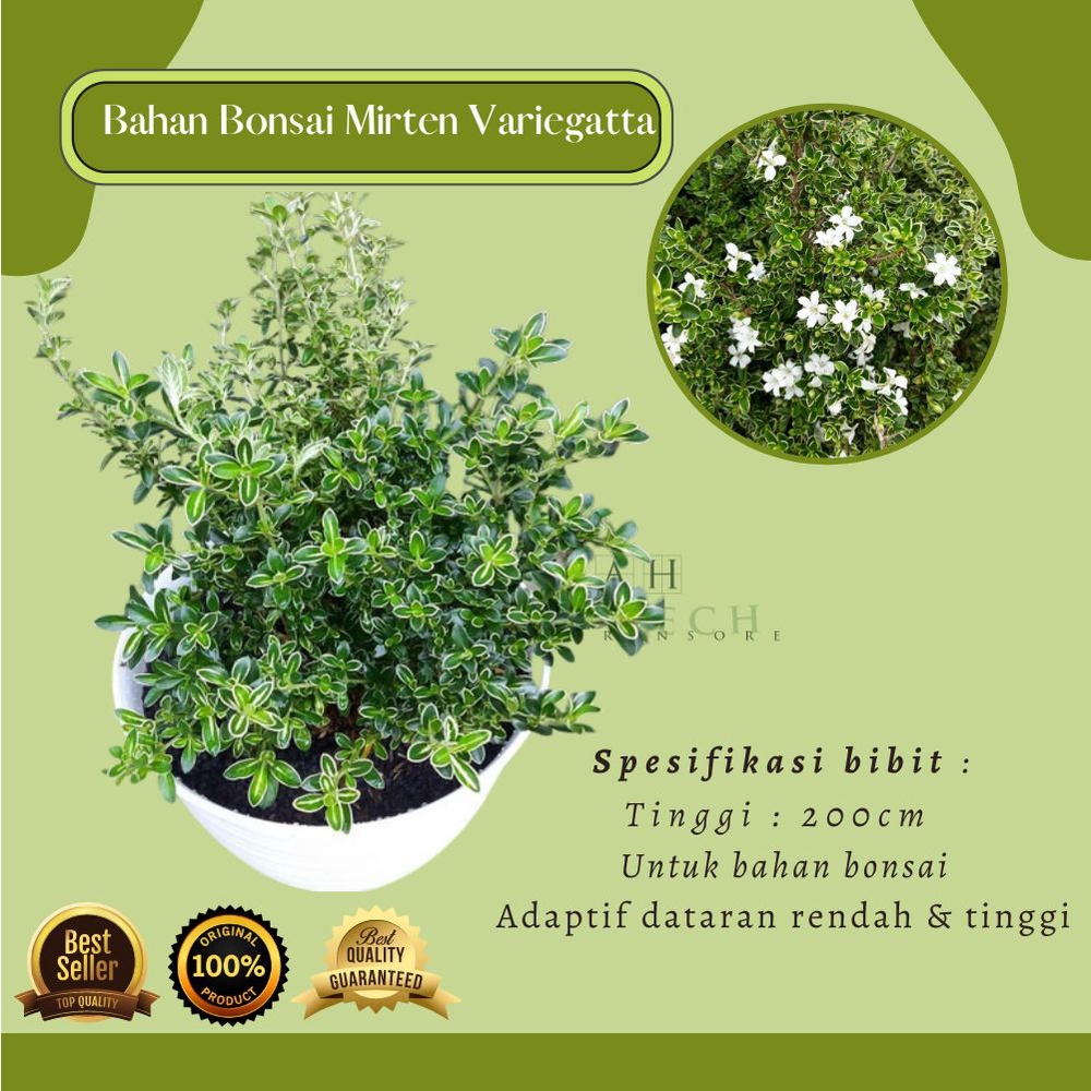 Bibit Tanaman Mirten Varigata Rimbun/ Bahan Bonsai Mirten Variegatta