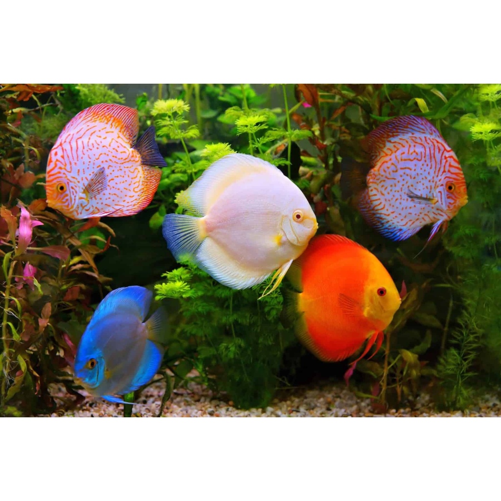 MORI DISCUS BITS Makanan Pakan Pelet Ikan Tropical Tetrabits Granule PREMIUM