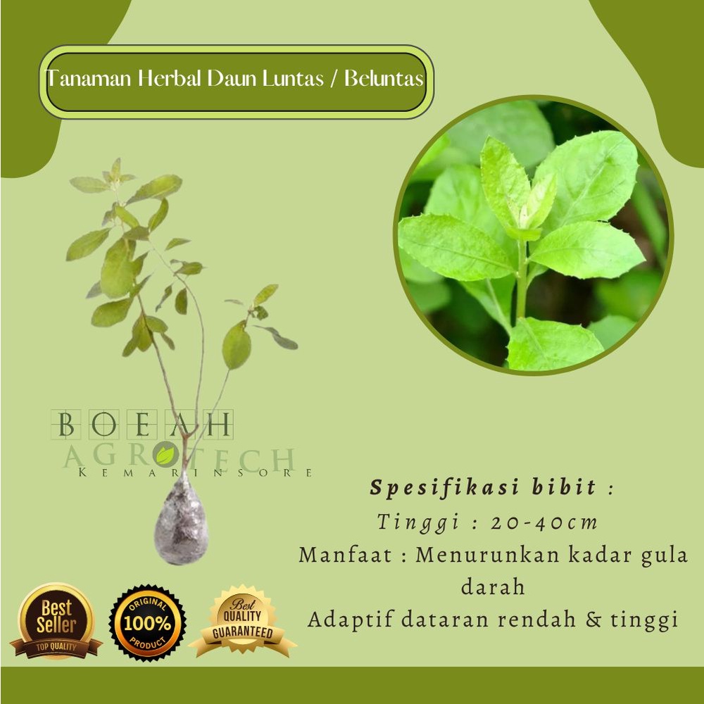 Bibit Tanaman Herbal Daun Luntas / Beluntas