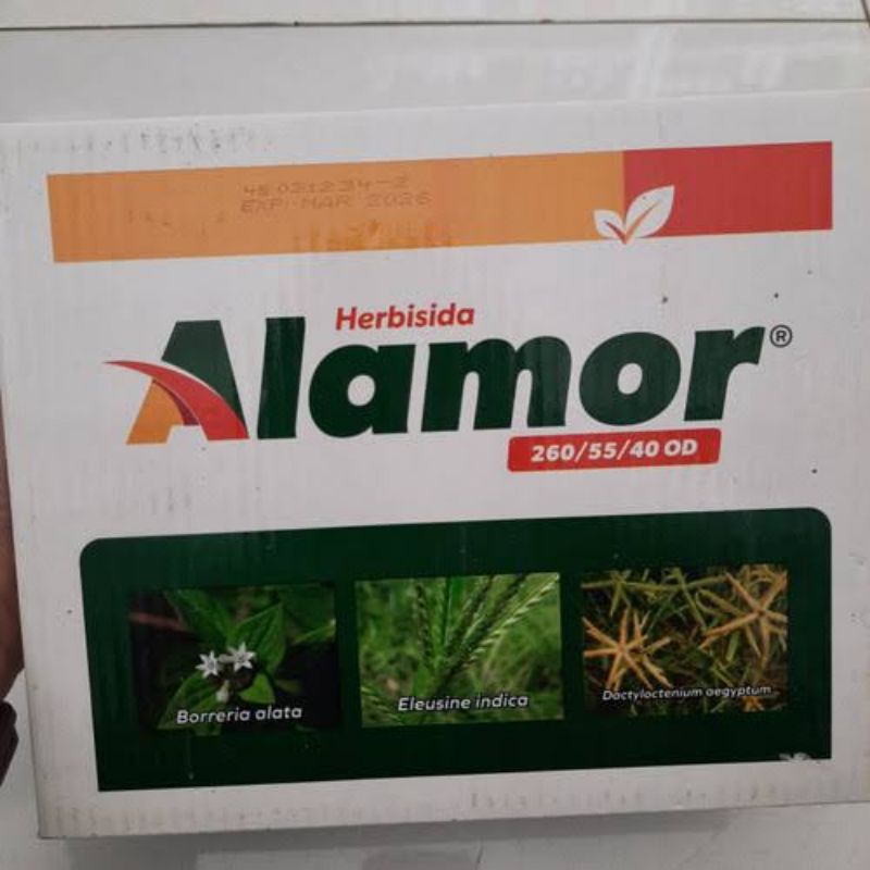 HERBISIDA ATASI RUMPUT BANDEL PADA TANAMAN JAGUNG