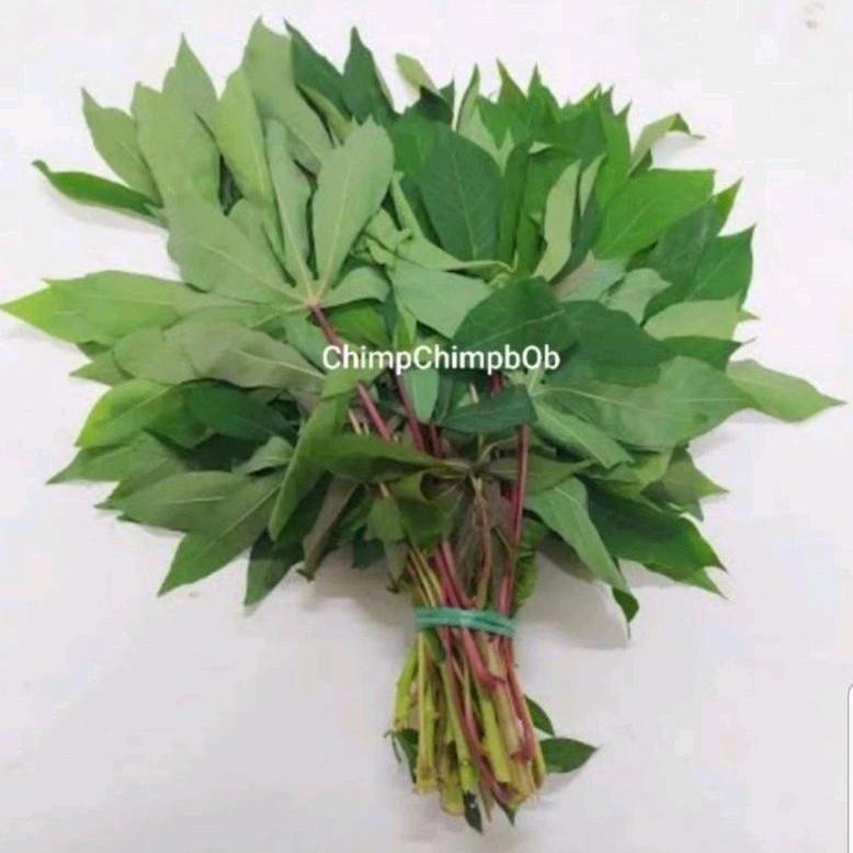 

DAUN SINGKONG SEGAR 500 GRAM / CASSAVA LEAVES FRESH VEGETABLES