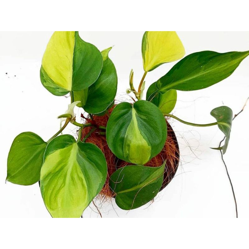 Tanaman hias sirih gading brazil-sirih brazil