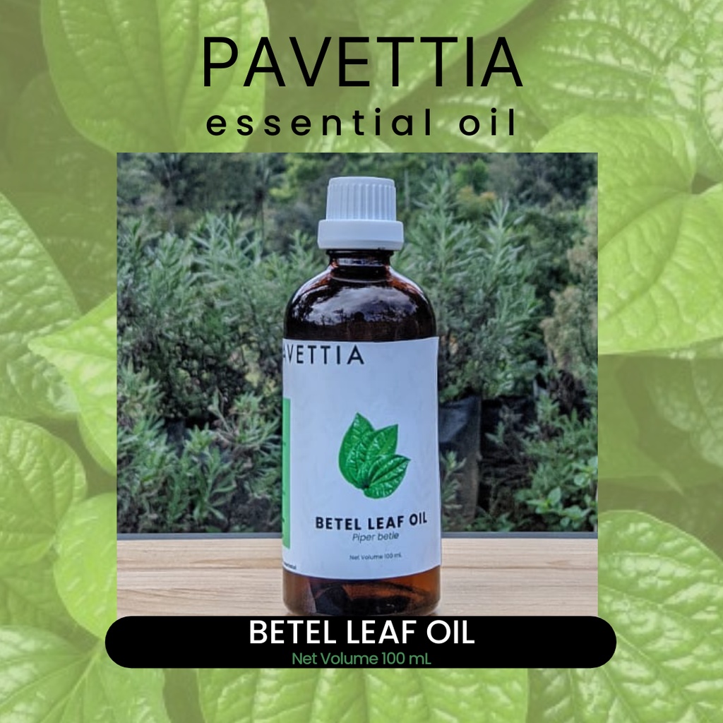100 ml - minyak atsiri daun sirih / betel leaf essential oil (Piper betle)