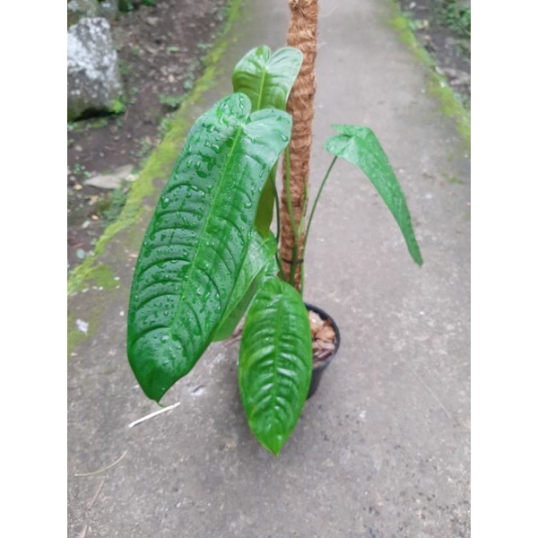 Philodendron Sharoniae