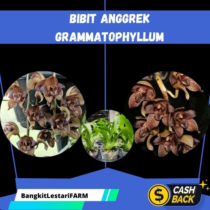 Bunga Anggrek Grammatophyllum, Bibit Anggrek DEWASA, TERLARIS