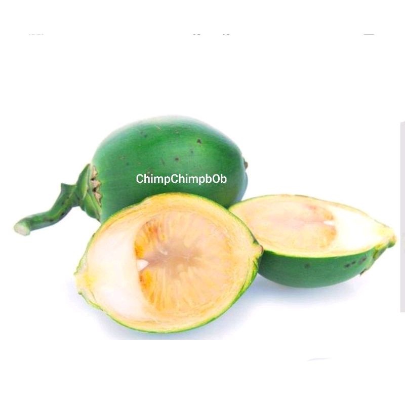 

BUAH PINANG MUDA 4 PCS PER PACK / HERBAL SEHAT ALAMI BUAH PINANG