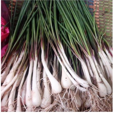 

BAWANG BATAK LOKIO 100GR SEGAR TERBAIK MURAH BAWANG SAYUR BAWANG BATAK BAWANG LOKIO BAWANG KUCAI