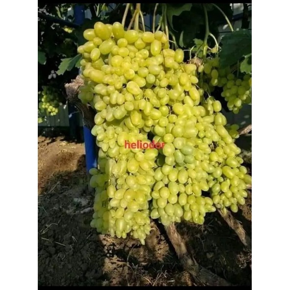 bibit anggur heliodor stek batang, import