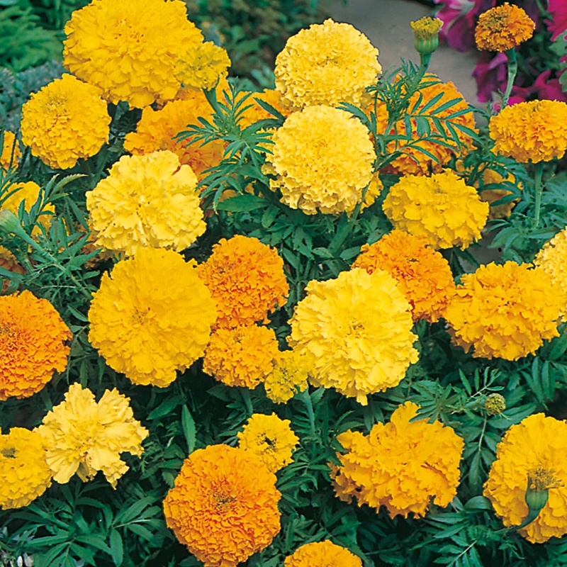 Benih Bibit Biji - Bunga African Marigold Mixed Colors Flower Seeds - IMPORT