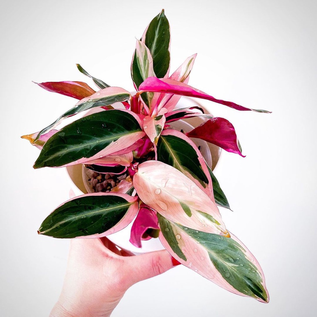 Calathea Import dan Kalantea Lokal / White Star / Pink Crimson / Tanaman Hias Hidup Indoor MURAH