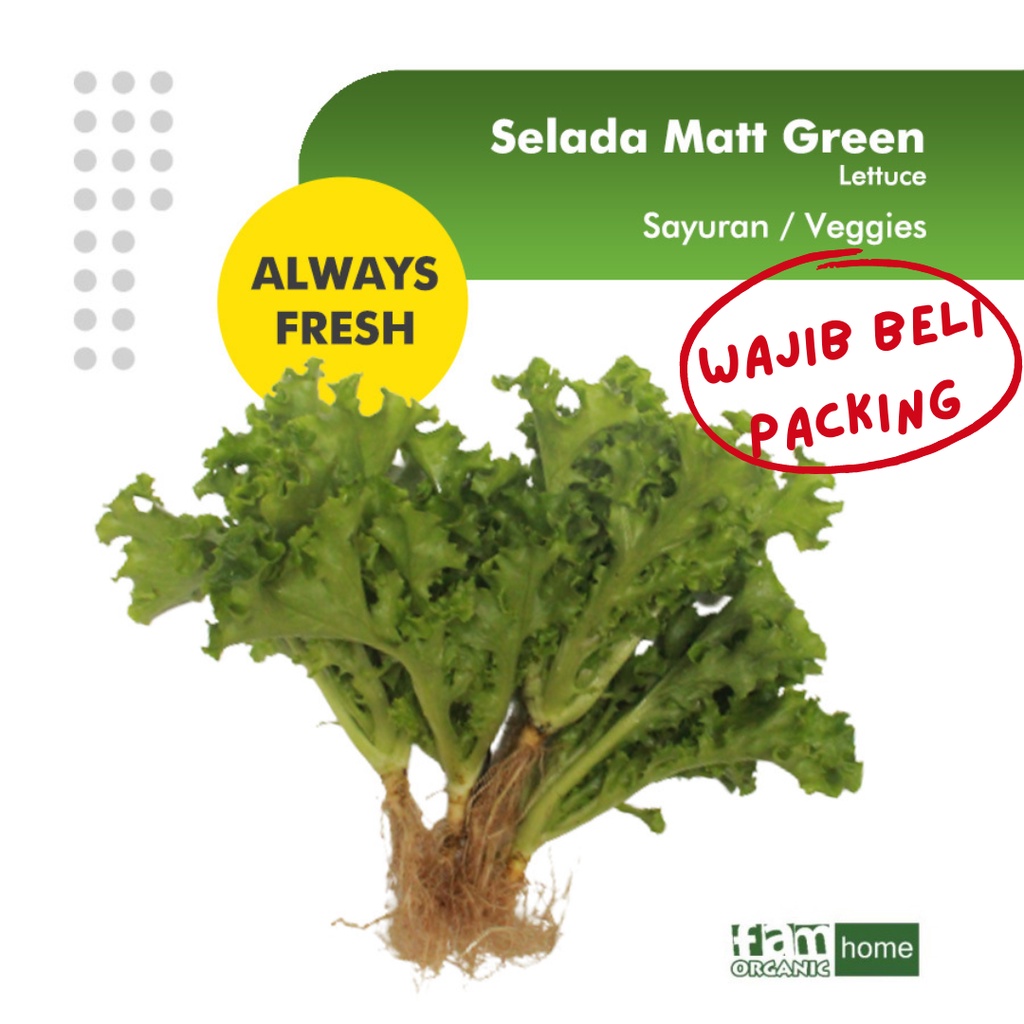 

Selada Matt Green Lettuce FAM Organik Salad Sayur Segar Fresh Vegetable