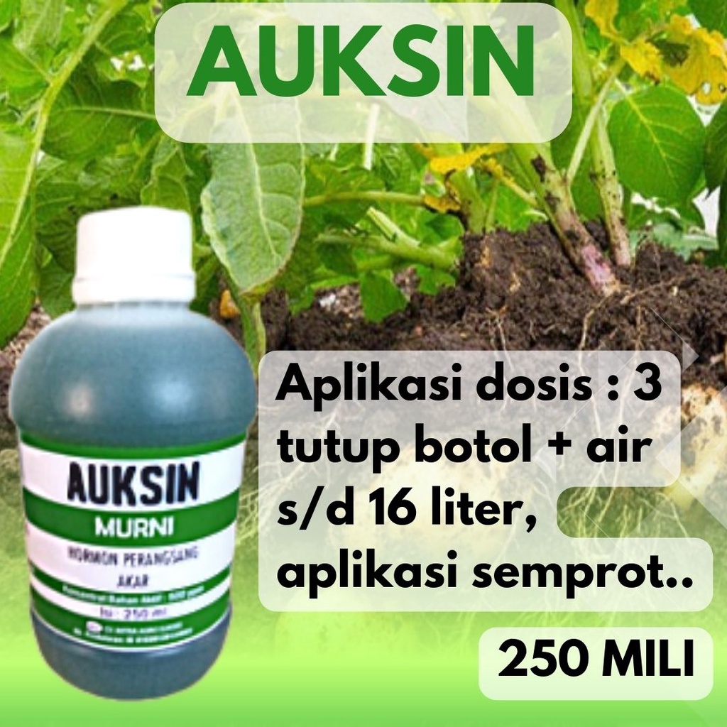 Hormon Tanaman zpt Murni Auksin Original Auxsin 250 Ml auksin lorek