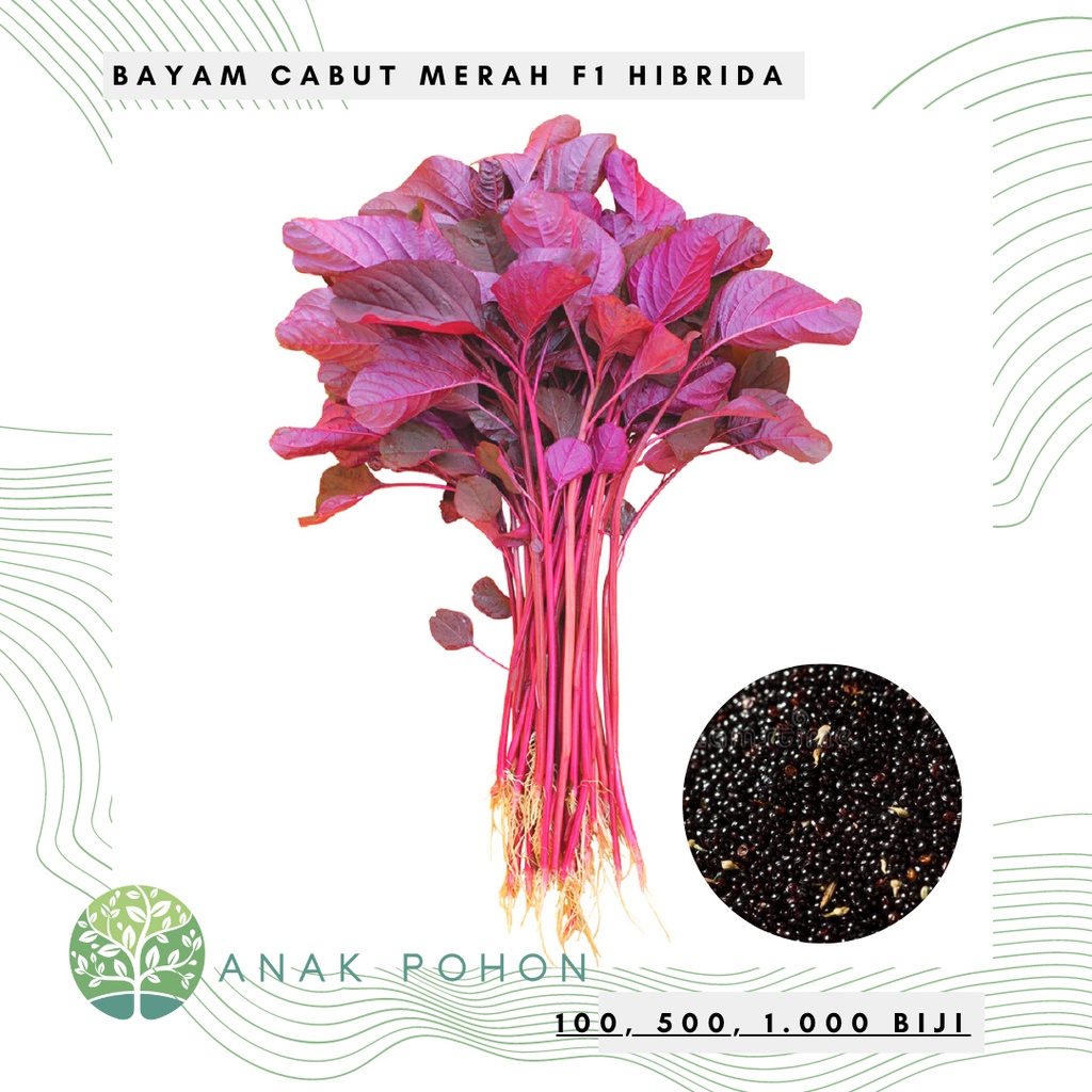 Benih Bibit Biji - Bayam Merah F1 Hibrida Red Amaranth Super Seeds - Panen Dalam 20 HST