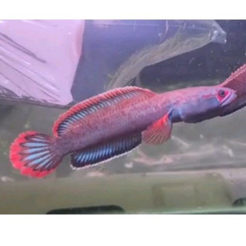 Hiasan Aquarium Channa Fire And Ice 10-16 Cm Mata Rim Merah Rekondisi Grade King