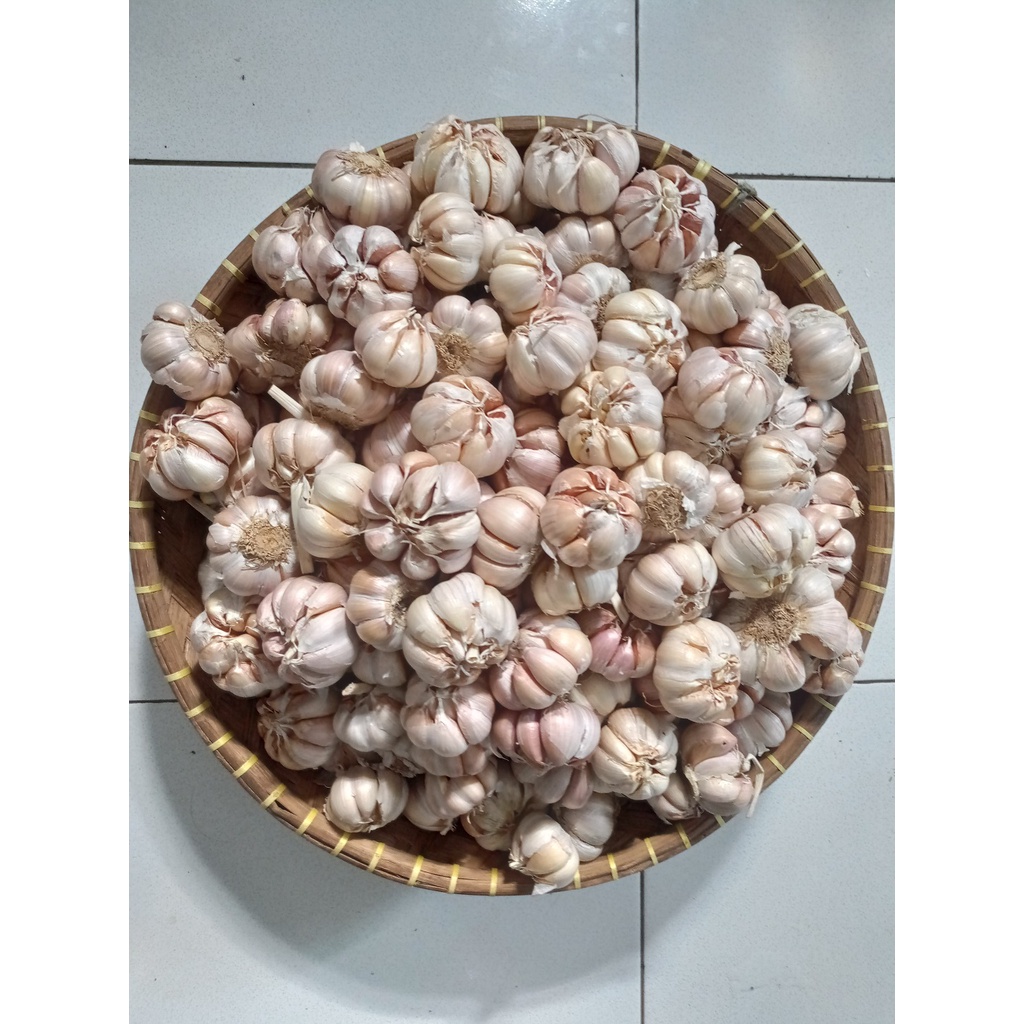 

BAWANG PUTIH HONAN BERSIH - BAWANG PUTIH BANCI - BAWANG PUTIH BERKUALITAS