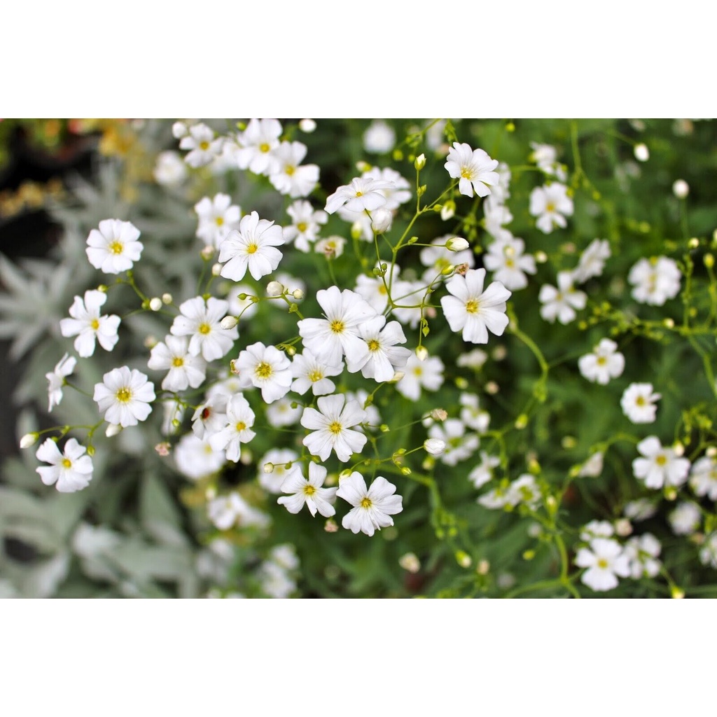 Benih Bibit Biji - Bunga Gypsophila Monarch White Flower Seeds - IMPORT