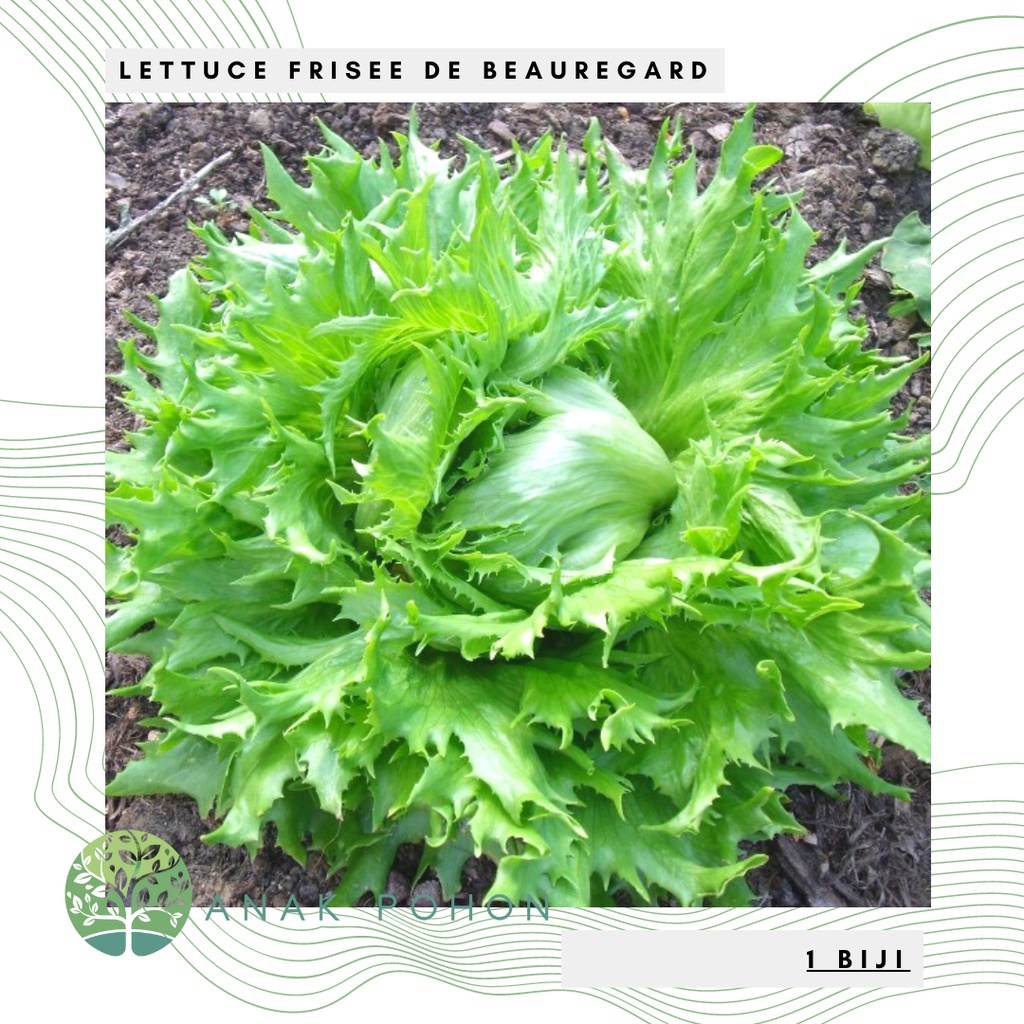 Benih Bibit Biji - Selada Lettuce Frisee De Beauregard Seeds - IMPORT