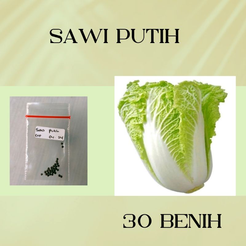 30 biji benih sawi putih dataran rendah